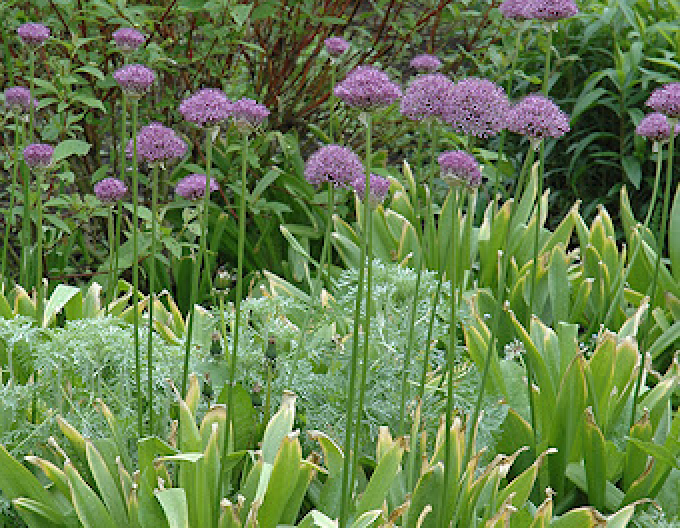 Usturoi ornamental Purple Sensation 1pc