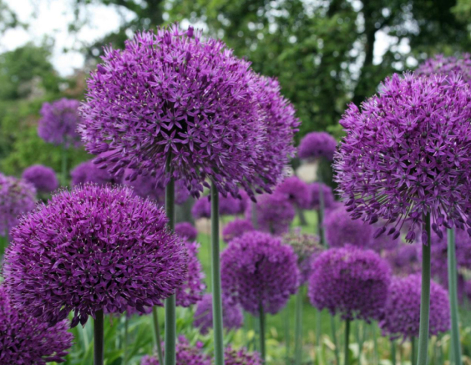 Usturoi ornamental Purple Sensation 1pc