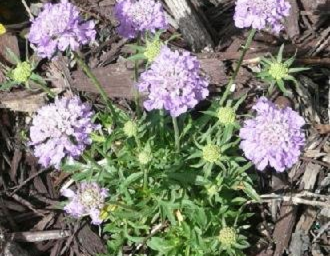 Scabiosa-albastră ´Nana´