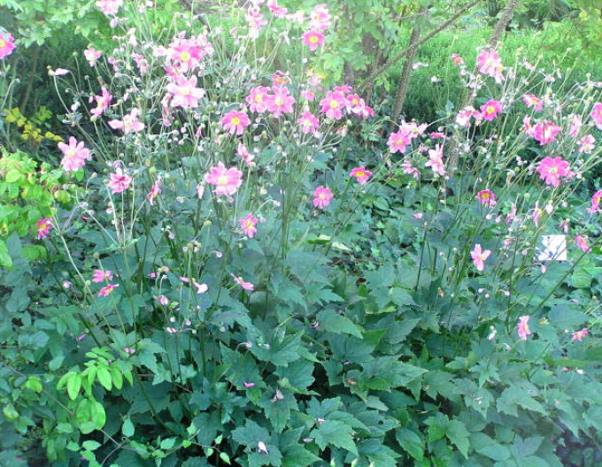 Anemonă japoneză ´Prinz Heinrich´