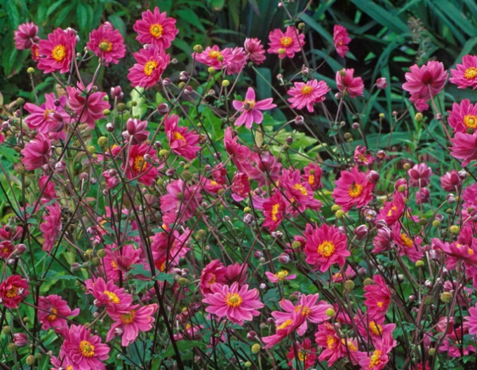 Anemonă japoneză ´Prinz Heinrich´