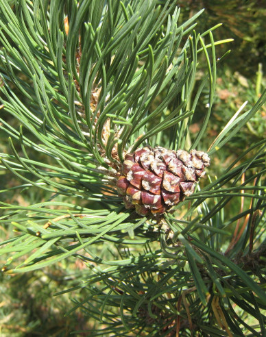 Pin negru de Pirinei  40 - 50cm