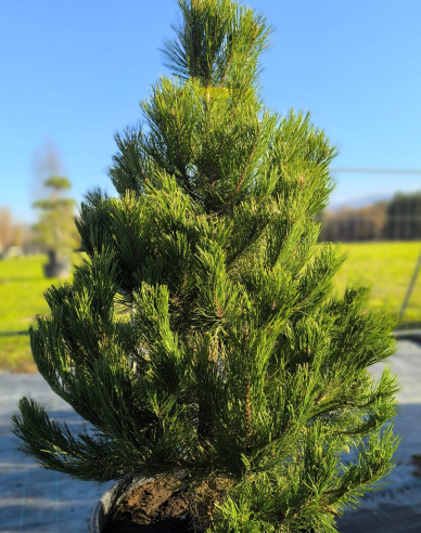 Pin negru (Pinus nigra)