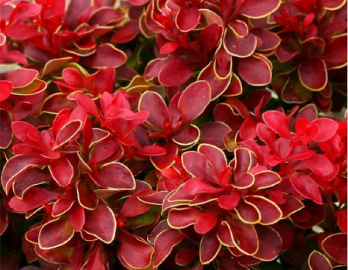 Berberis thunbergii ´Admirație´
