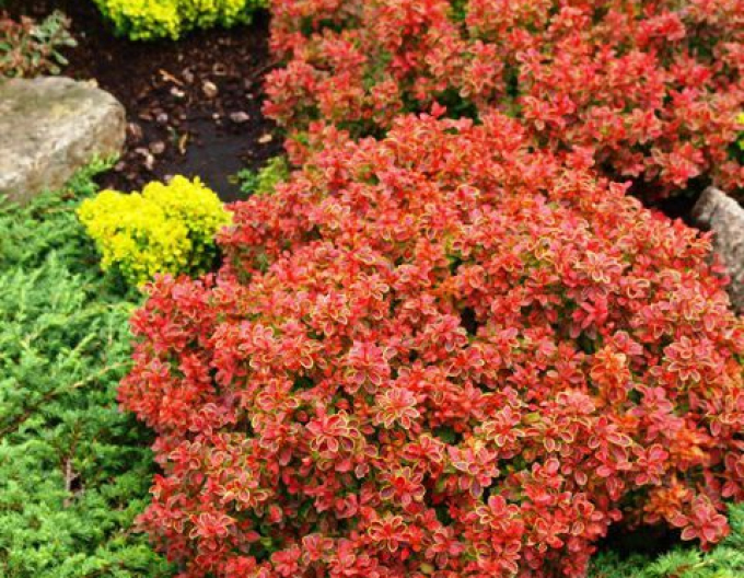 Berberis thunbergii ´Admirație´