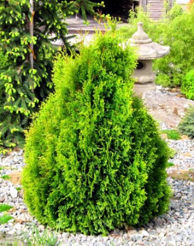 Tuia de vest ´Miky´