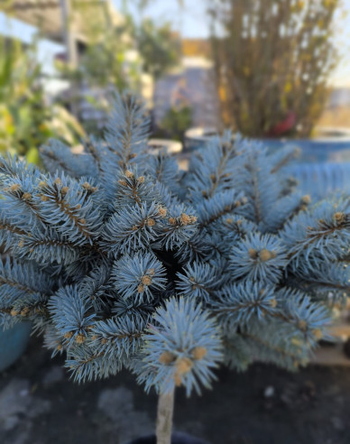 Molid "Glauca Globosa" pe tulpină