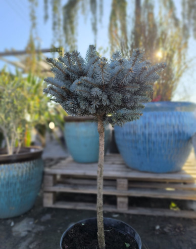 Molid "Glauca Globosa" pe tulpină