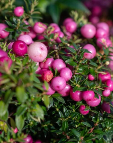 Gaultheria Pernettya
