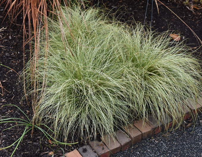 Carex ´Frosted Curls´