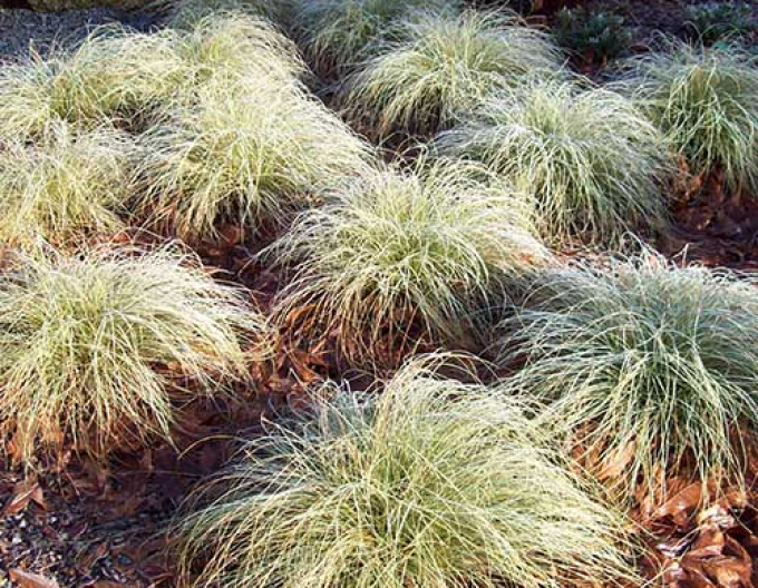 Carex ´Frosted Curls´
