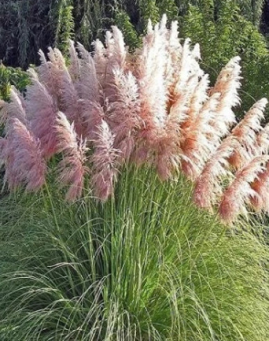 Cortaderia selloana (iarbă de pampas) ´Rosea´