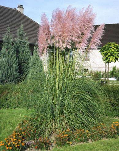 Cortaderia selloana (iarbă de pampas) ´Rosea´