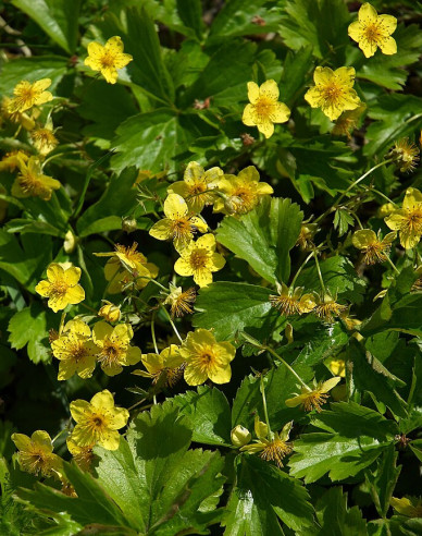 Waldsteinia