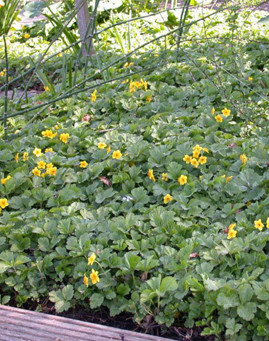 Waldsteinia