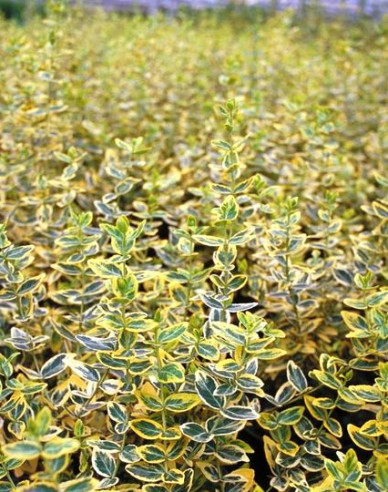 Iedera Fortuneov "EMERALD and GOLD "
