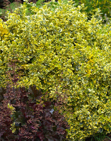 Iedera Fortuneov "EMERALD and GOLD "