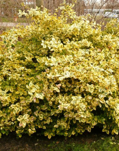 Iedera Fortuneov "EMERALD and GOLD "