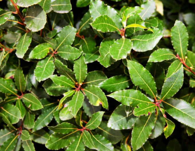 Frunză de dafin - Laurus nobilis