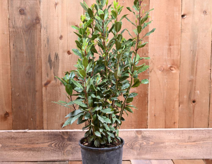 Frunză de dafin - Laurus nobilis