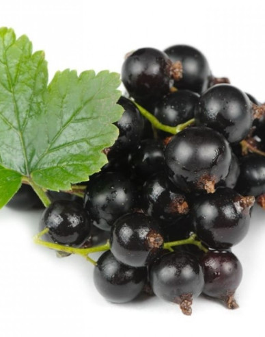 Coacăz negru "Otelo" pom fructifer 2l