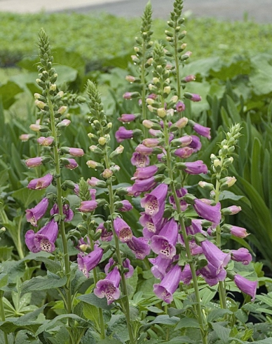 Degețel Dalmatian Mix