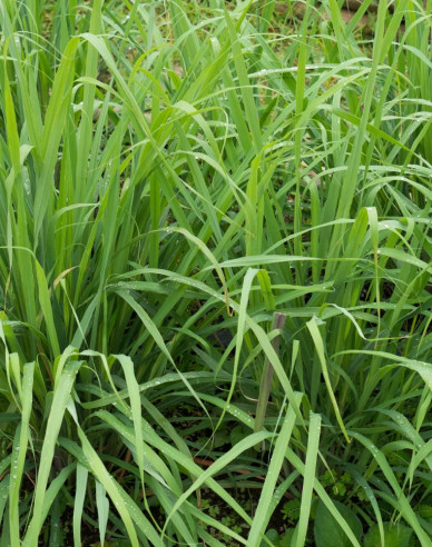Lemon grass ´Tasty Lemon´