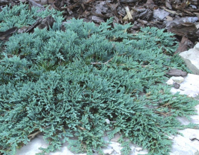Lenupăr Ice Blue