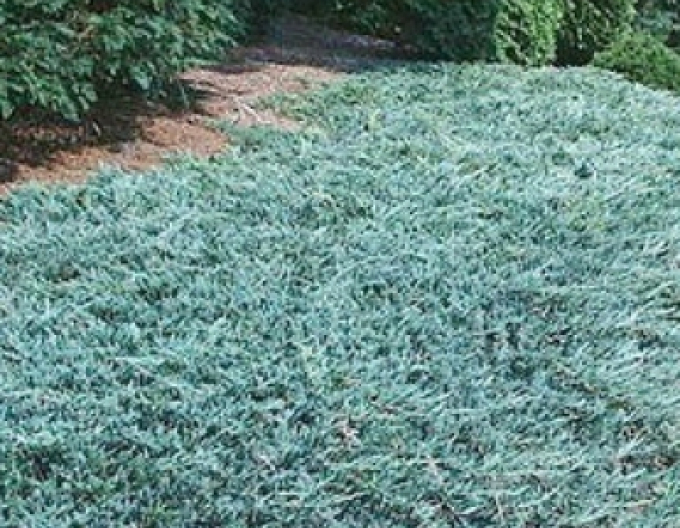 Lenupăr Ice Blue