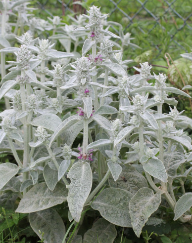 Stachys