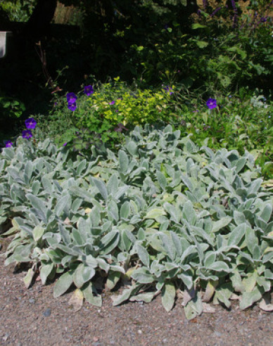 Stachys