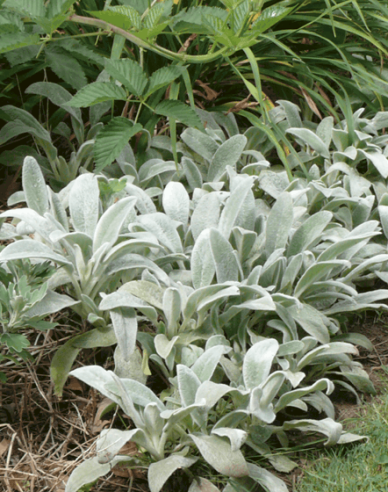 Stachys