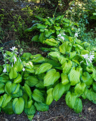 Crin de toamnă - Hosta ´Guacamole´