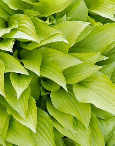 Crin de toamnă - Hosta ´Lemon Lime´