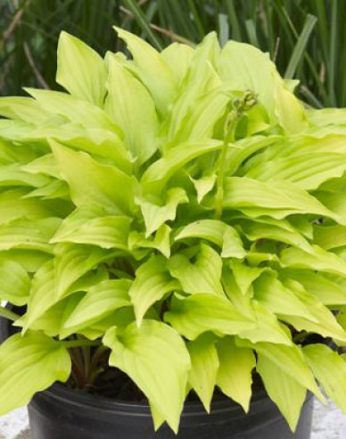 Crin de toamnă - Hosta ´Lemon Lime´