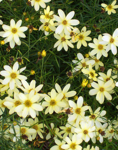Coreopsis - Frumușica ´Moonbeam´