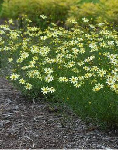 Coreopsis - Frumușica ´Moonbeam´