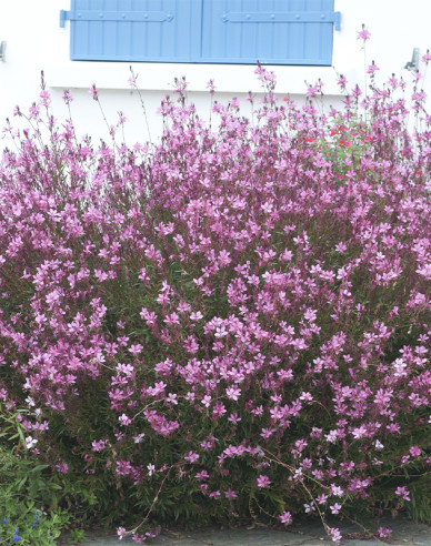 Gaura ´Siskiyou Roz´