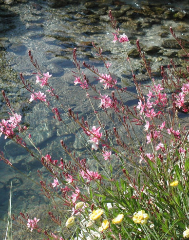 Gaura ´Siskiyou Roz´