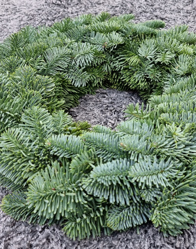 Coroniță de Crăciun (Abies Nobilis) 30cm