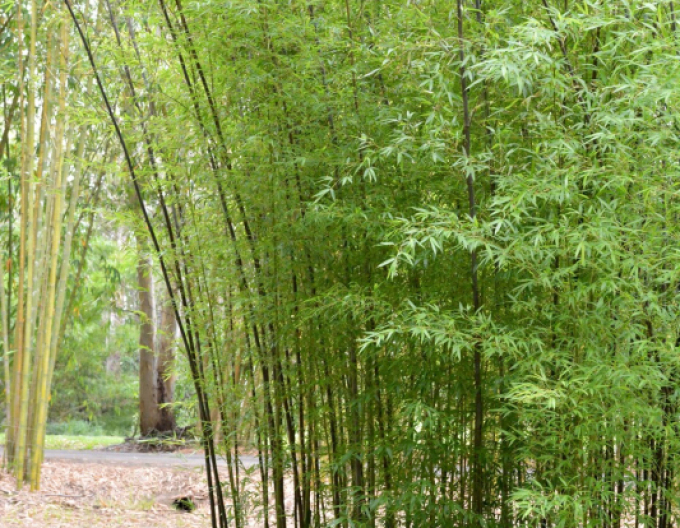Phyllostachis negru
