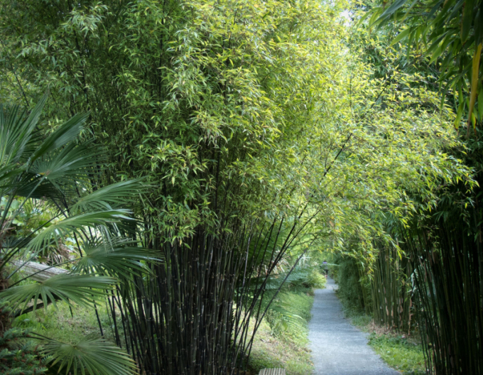 Phyllostachis negru