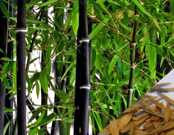 Phyllostachis negru