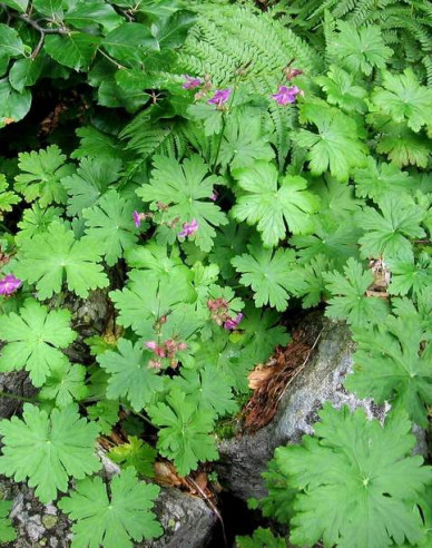 Ciocul berzei ´Geranium´