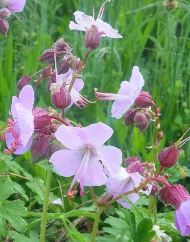 Ciocul berzei ´Geranium´