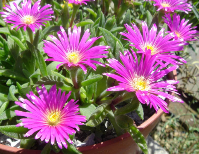 Delosperma sutherlandii