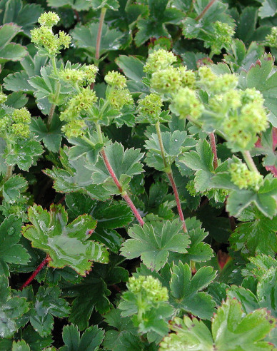 Alchemilla ´Alma´