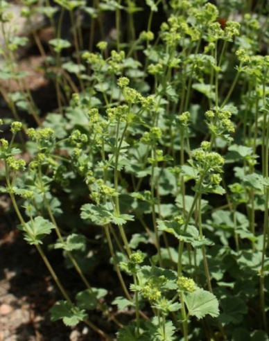 Alchemilla ´Alma´