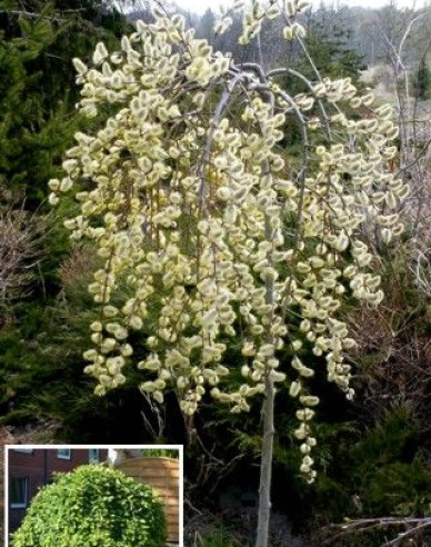Salcie înaltă ´Kilmarnock´ pe 120cm