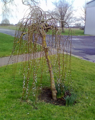 Salcie înaltă ´Kilmarnock´ pe 120cm